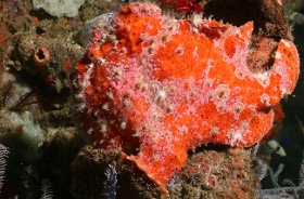 Komodo 2016 - Giant frogfish - Antenaire geant - Antennarius commerson - IMG_6392_rc